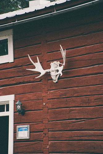 moose white buck skull on wall skull